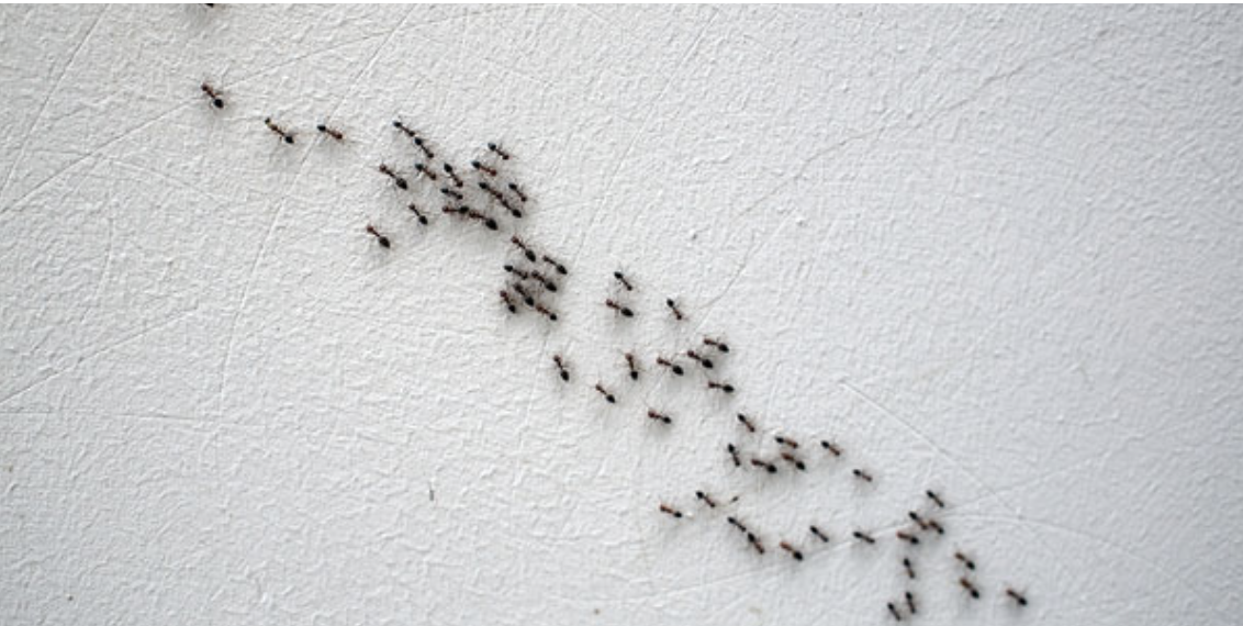 Ants path on a wall